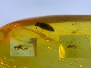 Beetle&mosquito&barklice Burmite Myanmar Burma Amber Insect Fossil Dinosaur Age
