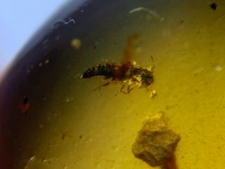 Rove Beetle&unknown Bug Burmite Myanmar Burmese Amber Insect Fossil Dinosaur Age