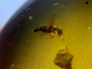 rove beetle&unknown bug Burmite Myanmar Burmese Amber insect fossil dinosaur age 3