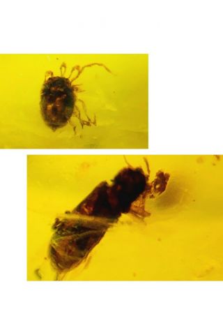 C493 - Tcik,  Other Insect In Fossil Burmite Insect Amber Cretaceous Dinosaur Period