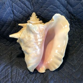 Vintage Natural Large Queen Conch Sea Shell Approximately 9 Inches Long