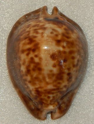 Seashell Cypraea Stercoraria 83mm