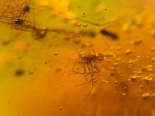 Spider&wasp&unknown Fly&beetle Burmite Myanmar Amber Insect Fossil Dinosaur Age