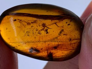 2.  5g Unique Beetle&flies Burmite Myanmar Amber Insect Fossil From Dinosaur Age