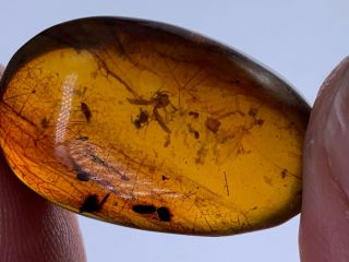 2.  5g unique beetle&flies Burmite Myanmar Amber insect fossil from dinosaur age 2
