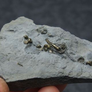 Gastropode Bivalve Ammonite Pyrite Mineral Fossil Ammoniten France