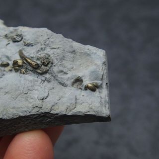 Gastropode Bivalve AMMONITE Pyrite Mineral Fossil Ammoniten France 2