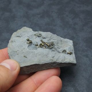 Gastropode Bivalve AMMONITE Pyrite Mineral Fossil Ammoniten France 3