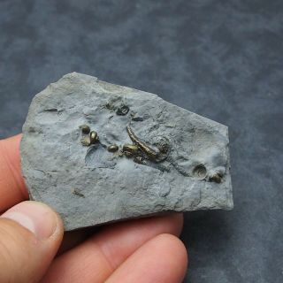 Gastropode Bivalve AMMONITE Pyrite Mineral Fossil Ammoniten France 4