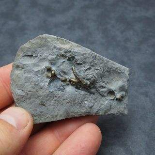 Gastropode Bivalve AMMONITE Pyrite Mineral Fossil Ammoniten France 5
