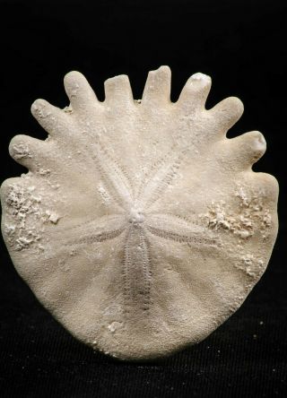 06357 - Top 1.  72 Inch Heliophora Orbicularis (urchin) Upper Pliocene