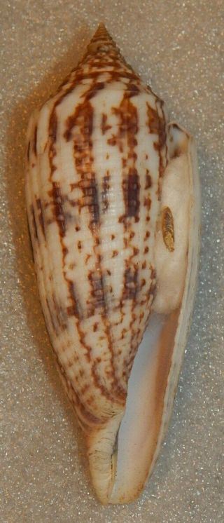 Seashell Conus Australis 105mm W/o Large
