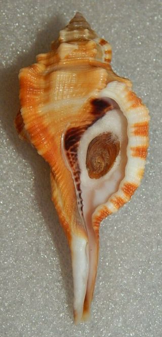 Seashell Ranularia Testudinaria 88.  3mm W/o