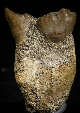 05184 - Top Rare 0.  88 Inch Stephanodus Partial Dentary Bone Late Cretaceous