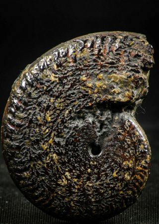 06341 - Pyritized 1.  66 Inch Unidentified Lower Cretaceous Ammonites