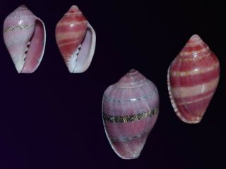 Seashell Marginella Rubrovittata Rare Contrasting Pair 24.  1 - 25.  6 Mm
