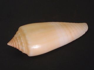 Rarely Seen Beauty.  Conus Ochroleucus 46mm Philippine Seashell