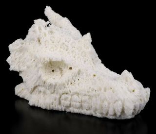 5.  2 " White Coral Carved Crystal Dragon Skull,  Crystal Healing
