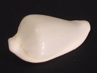 Rarely Seen.  (ovula) Dentiovula Rutherfordiana 14mm/gem Australia Seashell