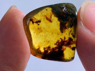 2.  17g Unknown Plant Burmite Myanmar Burmese Amber Insect Fossil Dinosaur Age