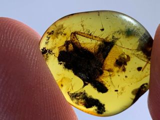 Unknown Big Bug&black Dust Burmite Myanmar Amber Insect Fossil From Dinosaur Age