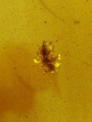 Rare Strange Little Flower Burmite Cretaceous Amber Fossil Dinosaurs Era