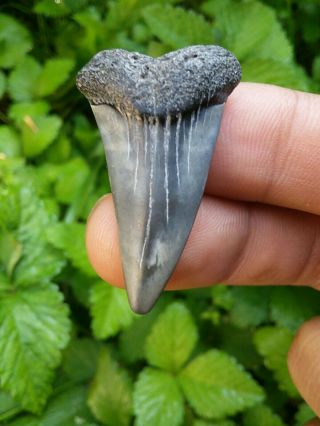 1 5/16 " Maryland Mako Shark Tooth Blue Grey Great Tooth