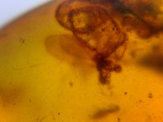 Unknown Flies&tree Leaf Burmite Myanmar Burmese Amber Insect Fossil Dinosaur Age