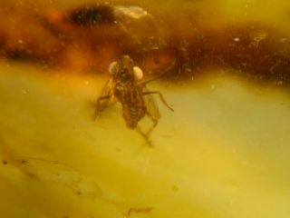 Unique Small Cicada&fly Burmite Myanmar Burmese Amber Insect Fossil Dinosaur Age