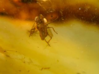 unique small cicada&fly Burmite Myanmar Burmese Amber insect fossil dinosaur age 2