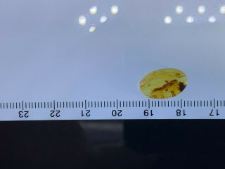 unique small cicada&fly Burmite Myanmar Burmese Amber insect fossil dinosaur age 4