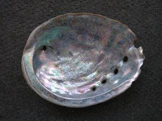Large 9 " Abalone Shell Soap Dish Smudge Pot Jewelry Or Decor