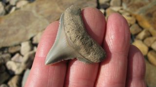 Chubutensis Megalodon Shark Tooth 1.  70 Inches