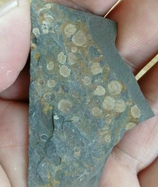 Rare Agnostida Trilobite Fossil,  Cambrian,  Feixian,  Shandong,  China Ag48