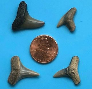 4 Fossil Shark Teeth - Mako Tiger Etc 