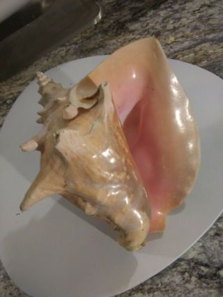 Large Pink Angel Skin Queen Conch Sea Shell Approximatly 8 " Long X 8 " Wide