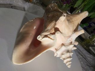 Large Pink Angel Skin Queen Conch Sea Shell approximatly 8 