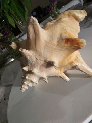 Large Pink Angel Skin Queen Conch Sea Shell approximatly 8 