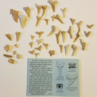 Giant Mackerel Shark Teeth Fossils Sand Tiger Shark Teeth Fossils Stingray Tooth