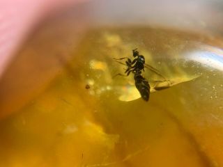 Unique Diptera Fly&wasp Burmite Myanmar Burmese Amber Insect Fossil Dinosaur Age