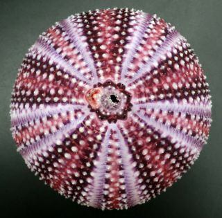 Sensational Echinus Esculentus 76.  5 Mm Sea Urchin North Sea