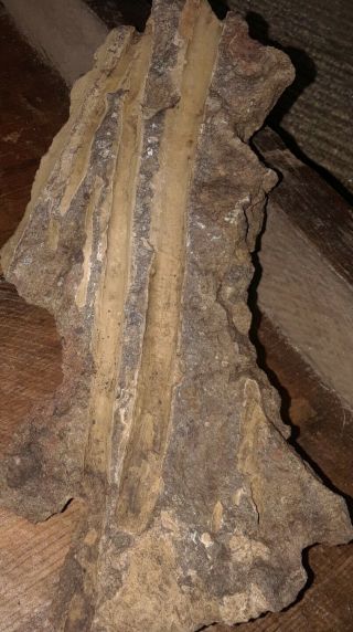 Unusual Piece Of Petrified Wood Unknown Species W/ Bark & Worm Holes 1 Lbs.