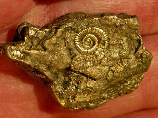 Rare Gold Pyrite Fossil Dayiceras Jurassic Dinosaurs Age Curio Jewelry Gift Idea