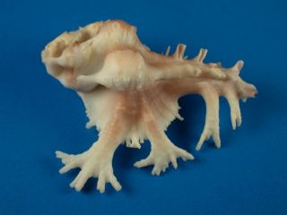 Murex (homalocantha) Pele,  Fronds,  Large 51.  1mm,  Hawaii