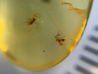 2 Unique Small Flies Burmite Myanmar Burmese Amber Insect Fossil Dinosaur Age