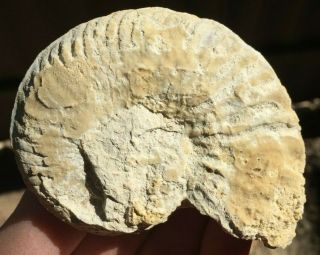 Gem Fossil Ammonite Texas Cretaceous Nautilus Dinosaur Shark Trilobite Bivalve