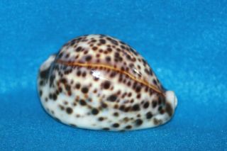 Cypraea Tigris 78.  8mm Kenya - Beauty With Bright Yellow Mantle Line