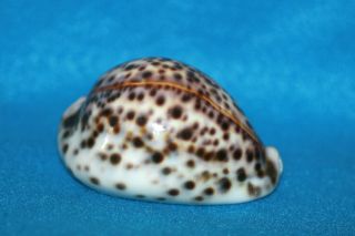 Cypraea tigris 78.  8mm Kenya - Beauty With Bright Yellow Mantle Line 3