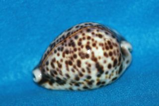 Cypraea tigris 78.  8mm Kenya - Beauty With Bright Yellow Mantle Line 4