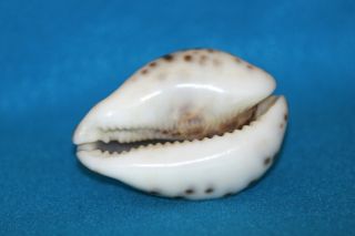 Cypraea tigris 78.  8mm Kenya - Beauty With Bright Yellow Mantle Line 5
